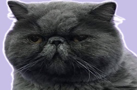 貓貓專頁